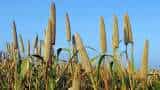 Rajasthan government to distributed hybrid millet seed kits to 8 lakh farmers