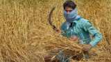 MP assembly elections Madhya Pradesh Government to buy rainfall affected wheat crop in a bid to woo farmers