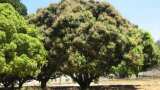 Ancient heritage Mango tree in sanjan village of gujarat which moves towards the east interesting facts
