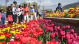 Asia's largest tulip garden in Srinagar all time record of 3.65 lakh tourists visited see pictures