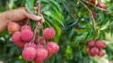 Bihar Litchi Farming weather changes return happiness farmers face hope of bumper yield IMD
