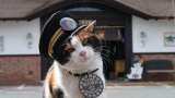 Unique Railway Station where cats are station master tama kishi railway station in japan see photos viral news