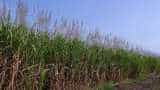 Sugarcane production increased in Uttar pradesh yogi government provides up to 90 percent subsidy on drip and sprinkler irrigation