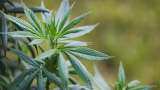 Himachal Pradesh government mulling to legalise Cannabis cultivation to boost economy