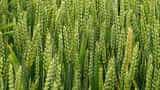 Zaid crops Area under summer crops decreased to 65-29 lakh hectares millets  increased