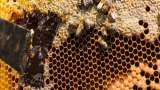 beekeeping business idea bihar sarkar providing subsidy up to 75 percent on honey farming check details