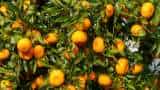 Himachal Pradesh government to cover 1800 hectares for orange production