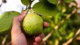 krishi yojana haryana government starts Booking of grafted plants of Hisar Safeda variety of guava how to apply