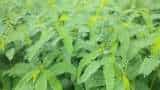 government schemes farmers of bihar to get free home delivery of daincha seeds check full details