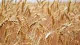 Government rules out lifting ban on wheat export