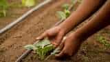 Uttar Pradesh farmers of up liked organic farming number increased ten fold natural farming