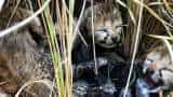 Kuno National Park two more cubs of jwala died The Project Got A Big shock know details