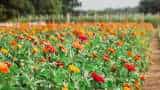 Success Story maharashtra farmer start flower cultivation after 2 months training now earns rs 30 lakh per year check details