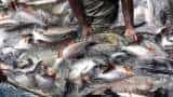 Asia largest fish market to soon come up in Uttar pradesh Chandauli