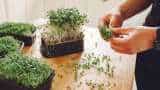 know what is microgreens, which has nutrition up to 40 times