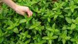 Instructions for preparation of action plan for herbal production in Uttarakhand