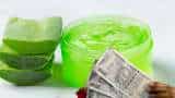 business idea start aloe vera gel manufacturing unit with low investment and earn huge money know full details