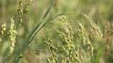 bihar government promoting proso millet cultivation farmers can earn huge money china stem know details