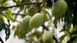 good news for mango farmer bihar government to provide palstic Carrets for increasing mango self life