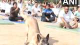 International Yoga Day 2023 Live Dog unit member dog seen doing yoga exercises with ITBP personnel watch interesting video