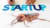 know what is cockroach startup and why they called like this, how to they work and survive, all you need to know