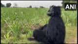 Farmers in Lakhimpur Kheri's Jahan Nagar village use a bear costume to prevent monkeys from damaging their sugarcane crop photos viral