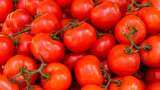 vegetable price hike tomato price rate increases due to short supply it can by reached at 100 rupees per kg