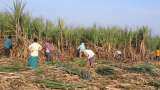 Modi cabinet meeting FRP of sugarcane likely revised PM PRANAM program for Amelioration of Soil