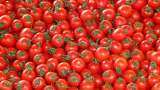 Tomato Price Hike Tomato prices surge up to Rs 140 per kg in Delhi-NCR
