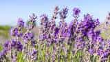 Lavender emerges as preferred crop for farmers in Pulwama