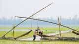 Jammu Farmers hopeful of better paddy yield on good monsoon rains