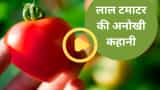 Current rate of tomato in India: How 'poisonous apple' became 'love apple', story of tomato is hardly heard Watch this Video
