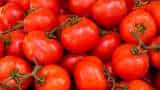 Tomato Price hike government to sell tomatoes on discounted prices in delhi ncr see tomato price today