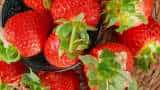 Subsidy News bihar government giving 40 percent or rs 50000 subsidy to farmers for strawberry cultivation