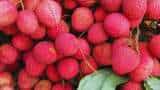Litchi Ki Kheti start litchi farming in july and august months get more profit check details