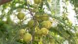 Amla ki kheti bihar government giving rs 30000 subsidy on gooseberry farming check details
