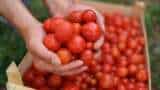 Tomato price still high tamatar ki kheti pune farmer earns 3 crores in 1 month selling tomatoes 