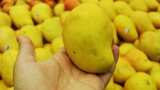 National Mango Day 2023 Mango Varieties in India interesting story of the names of Langra Chaunsa Dasheri totapari Alphonso hathi jhul aam