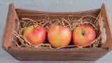 Apples to be sold as per kg not as per boxes Himachal horticulture minister