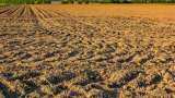 sarkari yojana haryana govt providing subsidy of rs 7000 to farmers for not paddy sowing