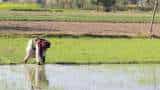 Paddy sowing up 3 pc to 180 lakh hectares till Jul 21 in Kharif season; pulses area down 10 pc to 86 lakh hectares