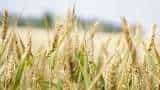 good news for farmers agri scientist develops new wheat variety dbw 327 check details