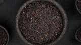 black rice uttar pradesh kala namak dhan chawal export triples black rice benefits and side effects