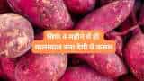 sweet potato farming earn bumper profit by cultivating sweet potato shakarkand ki kheti know all details