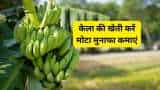 Subsidy news bihar government providing 50 percent subsidy on banana farming know full details