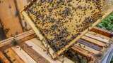 Business Idea famrer earn more with beekeeping business bhiar government provide monetary help