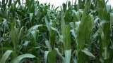 subsidy news bihar government providing subsidy on hybrid maize cultivation to farmers