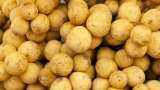 India starts exporting potatoes from Madhya Pradesh to Guyana