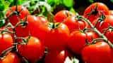 tomato price news nccf and nafed to sell tomato at retail price of rs 40 per kg from 20 August 2023