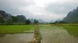 rice acreage increases by 4 3 percent thanks to monsoon rains data released by preliminary agriculture ministry